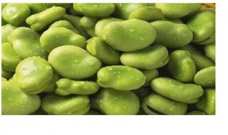 北方蚕豆种植时间（蚕豆冬天种植什么时间）