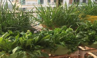 适合在北方阳台种植的植物（适合在北方阳台种植的植物盆栽）