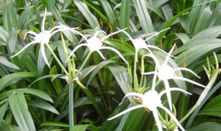 水鬼蕉的花语和寓意 水鬼蕉的花语和寓意和象征