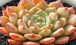 多肉奥利维亚怎么养（多肉奥利维亚怎么养护）