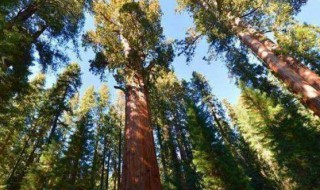 世界上最重的植物（世界上最重的植物是什么）