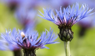 矢车菊的花语和寓意 矢车菊的花语和寓意是什么
