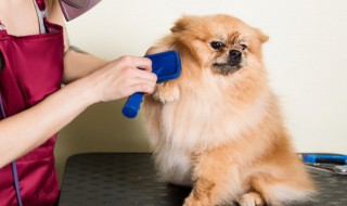 宠物对孩子的影响（宠物对孩子的影响大吗）