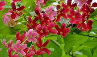 使君子的花语和寓意（使君子的花语是什么意思）