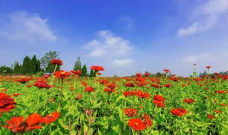 万寿菊有什么传说故事(万寿菊有什么传说故事吗)