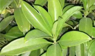 平安树有什么传说故事（平安树有什么传说故事嘛）