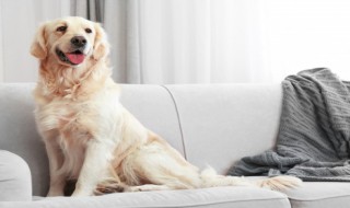 小狗摇着尾巴向我走来改为拟人句 小狗摇着尾巴向我走来改为拟人句怎么写