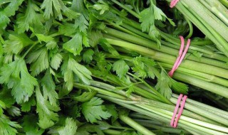 水芹菜耐寒吗? 芹菜耐低温吗