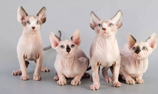没有毛的猫叫什么品种（粉色没有毛的猫叫什么品种）
