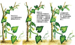 生物生长素知识点（生物生长素知识点是必修几）