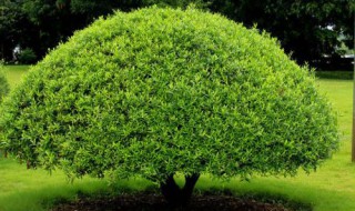 冬青有多少种类 冬青分几种