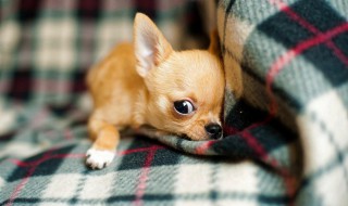 怎样判断狗是吉娃娃(怎样判断狗是吉娃娃的品种)