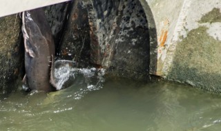 塘虱的饲养方法? 塘虱鱼繁殖方法