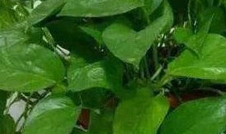 怎样种植绿萝长的快又茂盛 怎样种植绿萝长的快又茂盛又结实