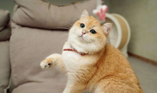 成年渐层猫能买么 买渐层猫需要注意什么