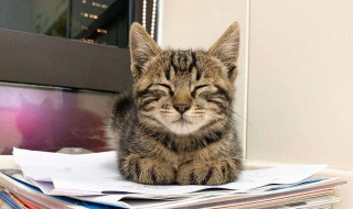 猫吃完乳果糖拉稀了（猫吃完乳果糖拉稀了怎么回事）