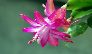 怎么养蟹爪兰长得快（怎么养蟹爪兰）