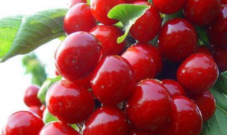 车厘子在北方能种植吗 车厘子在北方能种植吗冬天