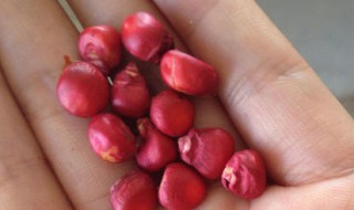 玉米种子包衣剂的成分（玉米种子包衣剂的成分有哪些）