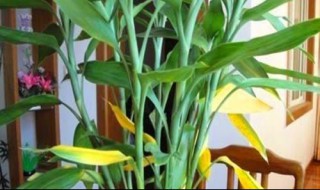 龙竹和富贵竹区别 龙竹和富贵竹区别图