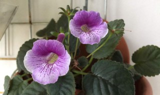 迷岩的养殖方法 迷岩的养殖方法和注意事项