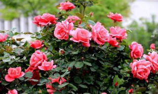 比较好养的花有哪些 哪些花很好养