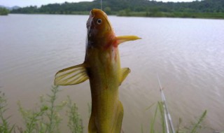 冷水滩哪里有黄辣丁钓 浑水黄辣丁能钓获吗?