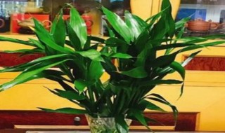 用什么水浇花最有营养（给花浇水用什么水有营养）