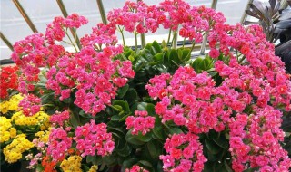 长寿花怎么养才能爆盆 10月长寿花怎么养才能爆盆