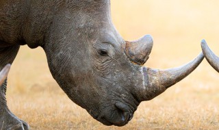 被人类猎杀之后灭绝的动物是（哪些动物被猎杀）