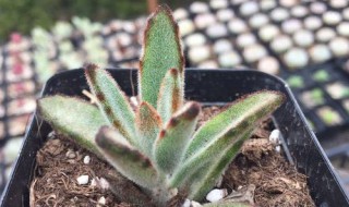 孙悟空多肉怎么养（多肉植物孙悟空繁殖图）