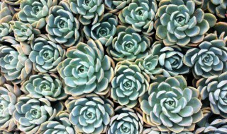 为什么多肉老是养不活（为什么多肉老是养不活呢）