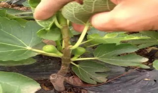 盆栽无花果怎么养 盆栽无花果怎么养成大树