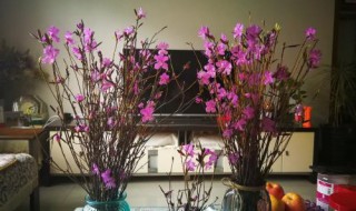 干枝杜鹃开完花怎么办 枯枝杜鹃开完花后怎么办