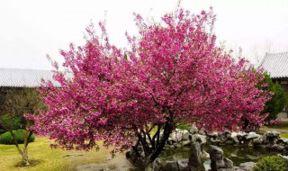 海棠树种院子什么方位（海棠树种在院子里什么位置好）