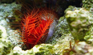 一些在水里生活的动物 一些在水里生活的动物英文