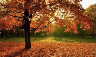 ps如何调秋色效果（怎么用ps调亮）