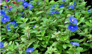 天蓝尖瓣木的养殖方法 天蓝尖瓣木的养殖方法和注意事项