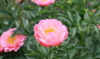 春天栽芍药能开花吗(春天栽芍药能开花吗视频)