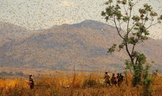 蝗灾时蝗虫真的吃人吗 蝗灾时蝗虫真的吃人吗知乎