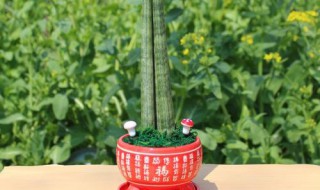 石笔虎尾兰开花如何修剪 石笔虎尾兰开花如何修剪视频