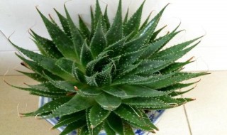 家庭如何养芦荟盆栽（家庭如何养芦荟盆栽植物）