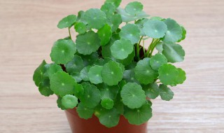 铜钱草叶子小还发黄的原因（铜钱草叶子发黄什么原因）