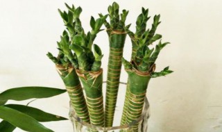 家庭养花如何进行水养富贵竹（花卉富贵竹怎么水养）