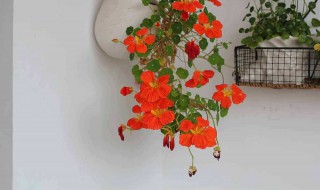 养旱金莲需要多大的盆(养旱金莲需要多大的盆|一盆种一颗)