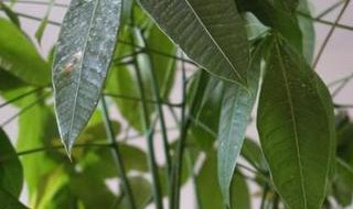 如何防治发财树落叶（如何防治发财树落叶病）