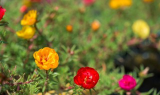 太阳花怎么掐头爆盆 太阳花怎么掐头爆盆太阳花可以水养
