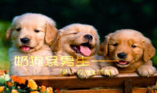 怎么练奶狗音（奶狗音的教程）