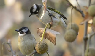 画眉鸟老山怎么驯养 画眉鸟老山怎么驯养好
