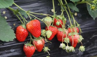 黑地膜适应什么农作物 黑地膜适应什么农作物种植